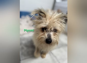 Pigossi geb. 01/2022 (ESP) - freundlicher und ruhiger Yorkshire Terrier