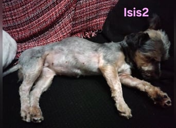 Isis2 geb. 02/2023 (ESP) - ausgeglichene Yorkiseele, einfach ein Sonnenschein!