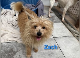 Zach geb. 01/2023 (ESP) - lernwilliger und sozialer Yorkshire Terrier sucht Familie!