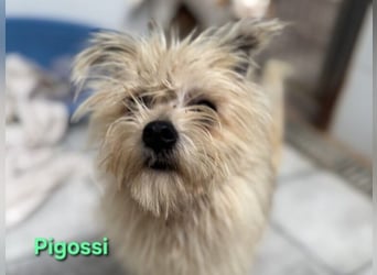 Pigossi geb. 01/2022 (ESP) - freundlicher und ruhiger Yorkshire Terrier