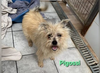 Pigossi geb. 01/2022 (ESP) - freundlicher und ruhiger Yorkshire Terrier