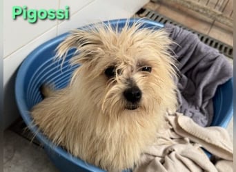 Pigossi geb. 01/2022 (ESP) - freundlicher und ruhiger Yorkshire Terrier