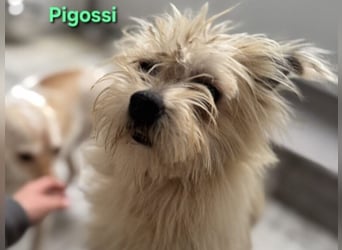 Pigossi geb. 01/2022 (ESP) - freundlicher und ruhiger Yorkshire Terrier