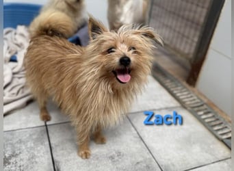 Zach geb. 01/2023 (ESP) - lernwilliger und sozialer Yorkshire Terrier sucht Familie!