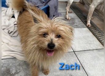 Zach geb. 01/2023 (ESP) - lernwilliger und sozialer Yorkshire Terrier sucht Familie!