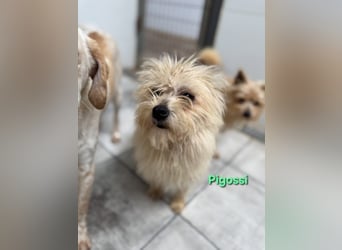 Pigossi geb. 01/2022 (ESP) - freundlicher und ruhiger Yorkshire Terrier