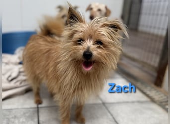 Zach geb. 01/2023 (ESP) - lernwilliger und sozialer Yorkshire Terrier sucht Familie!