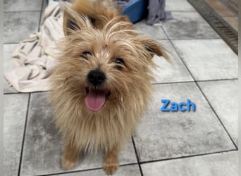 Zach geb. 01/2023 (ESP) - lernwilliger und sozialer Yorkshire Terrier sucht Familie!