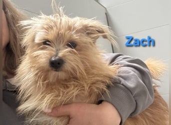 Zach geb. 01/2023 (ESP) - lernwilliger und sozialer Yorkshire Terrier sucht Familie!