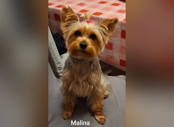 Engelchen und liebenswertes Teufelchen