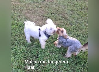 Engelchen und liebenswertes Teufelchen