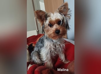 Engelchen und liebenswertes Teufelchen