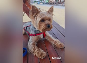 Engelchen und liebenswertes Teufelchen