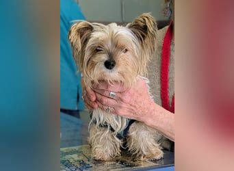 Süßer MOMO sucht sein sicheres Zuhause