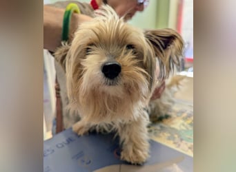 Süßer MOMO sucht sein sicheres Zuhause