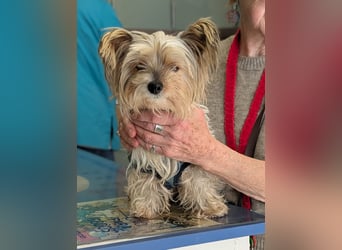 Süßer MOMO sucht sein sicheres Zuhause