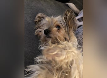 Süßer MOMO sucht sein sicheres Zuhause