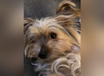 Süßer MOMO sucht sein sicheres Zuhause