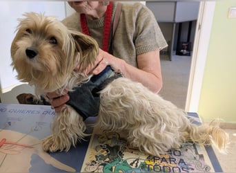 Süßer MOMO sucht sein sicheres Zuhause