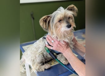 Süßer MOMO sucht sein sicheres Zuhause