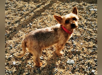 Trixie, Yorkshire Terrier, geb. 2012, goldige, kleine Seniorin