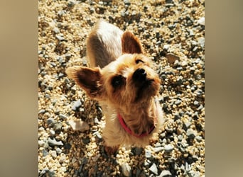 Trixie, Yorkshire Terrier, geb. 2012, goldige, kleine Seniorin