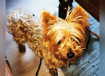 Trixie, Yorkshire Terrier, geb. 2012, goldige, kleine Seniorin