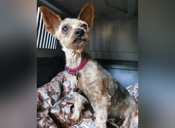 Trixie, Yorkshire Terrier, geb. 2012, goldige, kleine Seniorin