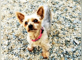 Trixie, Yorkshire Terrier, geb. 2012, goldige, kleine Seniorin