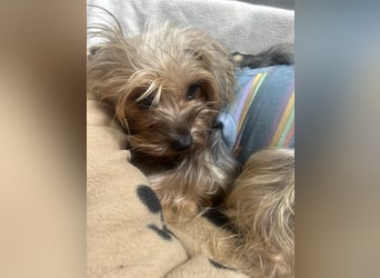 Yorkshier Terrier Lua wartet in Portugal auf ihr Happy End!