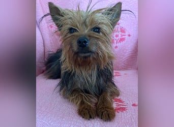 Yorkshire Terrier Lola wartet in Portugal auf ihr Happy End!
