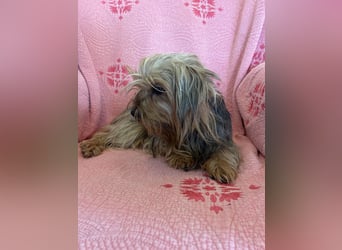 Yorkshier Terrier Lua wartet in Portugal auf ihr Happy End!