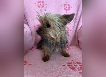 Yorkshire Terrier Lola wartet in Portugal auf ihr Happy End!