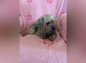 Yorkshier Terrier Lua wartet in Portugal auf ihr Happy End!