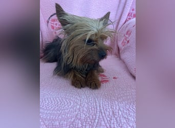 Yorkshire Terrier Lola wartet in Portugal auf ihr Happy End!