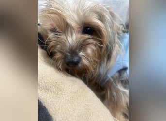 Yorkshier Terrier Lua wartet in Portugal auf ihr Happy End!