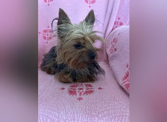 Yorkshire Terrier Lola wartet in Portugal auf ihr Happy End!