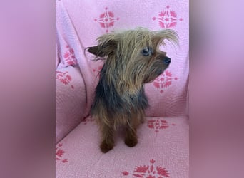 Yorkshire Terrier Lola wartet in Portugal auf ihr Happy End!