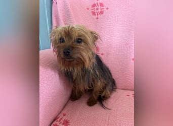 Yorkshire Terrier Lola wartet in Portugal auf ihr Happy End!