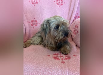 Yorkshier Terrier Lua wartet in Portugal auf ihr Happy End!