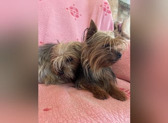 Yorkshier Terrier Lua wartet in Portugal auf ihr Happy End!