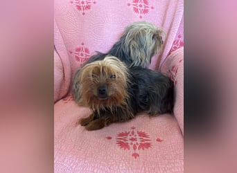 Yorkshier Terrier Lua wartet in Portugal auf ihr Happy End!