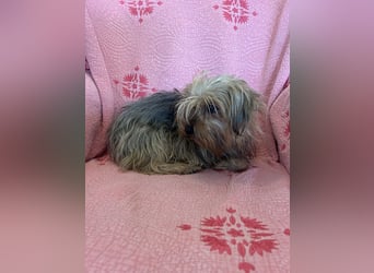 Yorkshier Terrier Lua wartet in Portugal auf ihr Happy End!