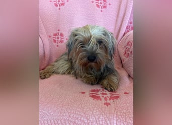 Yorkshier Terrier Lua wartet in Portugal auf ihr Happy End!