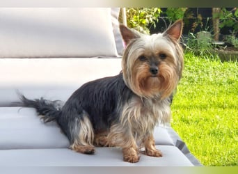 Nolly - anhängliche kleine Hündin - Tierhilfe Franken e.V.