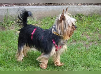 Nolly - anhängliche kleine Hündin - Tierhilfe Franken e.V.