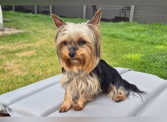 Nolly - anhängliche kleine Hündin - Tierhilfe Franken e.V.