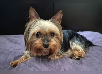 Nolly - anhängliche kleine Hündin - Tierhilfe Franken e.V.