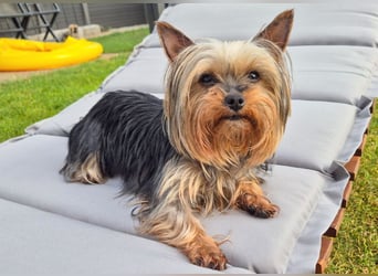 Nolly - anhängliche kleine Hündin - Tierhilfe Franken e.V.