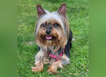 Nolly - anhängliche kleine Hündin - Tierhilfe Franken e.V.